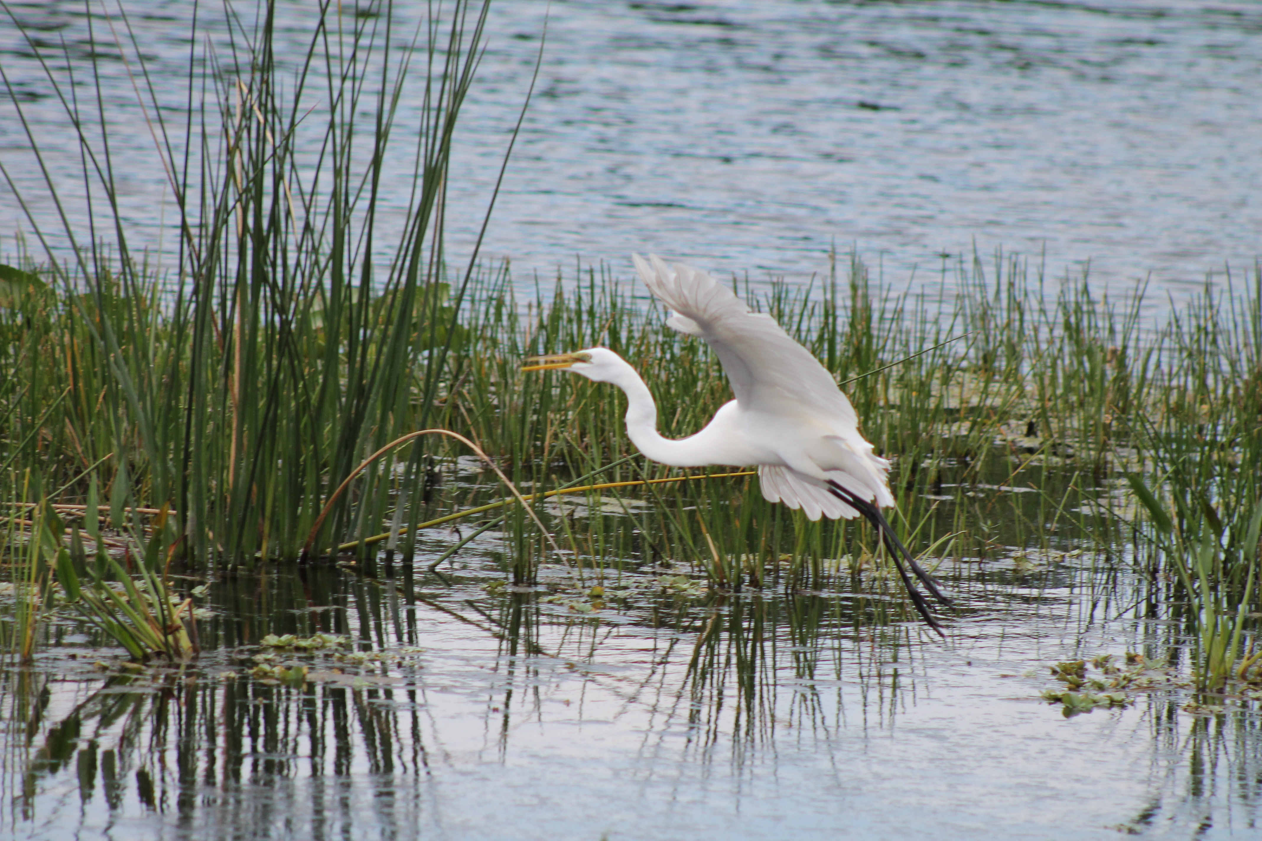 White egret bird flying in the everglades over the sawgrass.